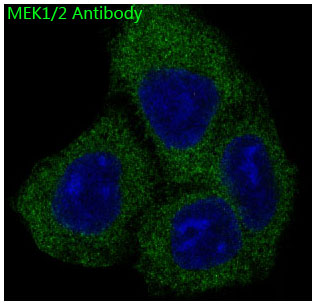3 - Anti-MEK1/2 MAP2K1 Rabbit Monoclonal Antibody ABO13820