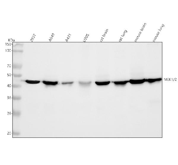 1 - Anti-MEK1/2 MAP2K1 Rabbit Monoclonal Antibody ABO13820