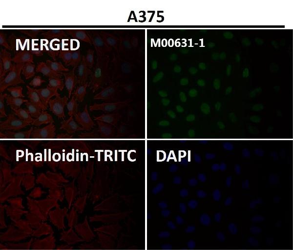 1 - Anti-Sumo 1 Rabbit Monoclonal Antibody ABO13822