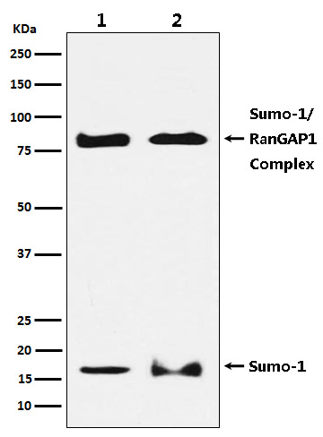 1 - Anti-Sumo 1 Rabbit Monoclonal Antibody ABO13822