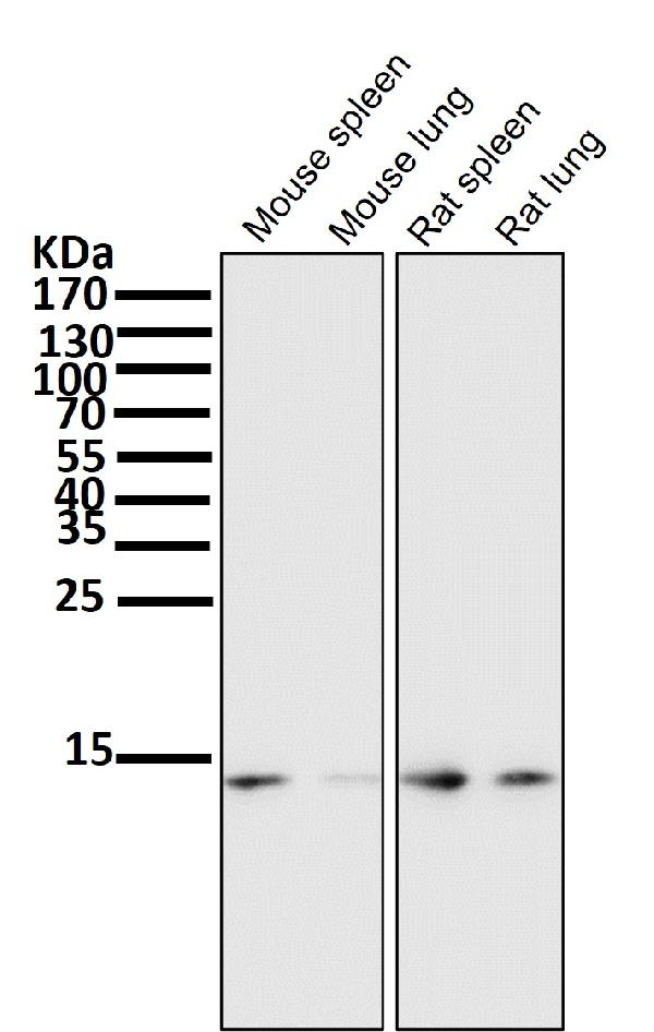 1 - Anti-Sumo 1 Rabbit Monoclonal Antibody ABO13822