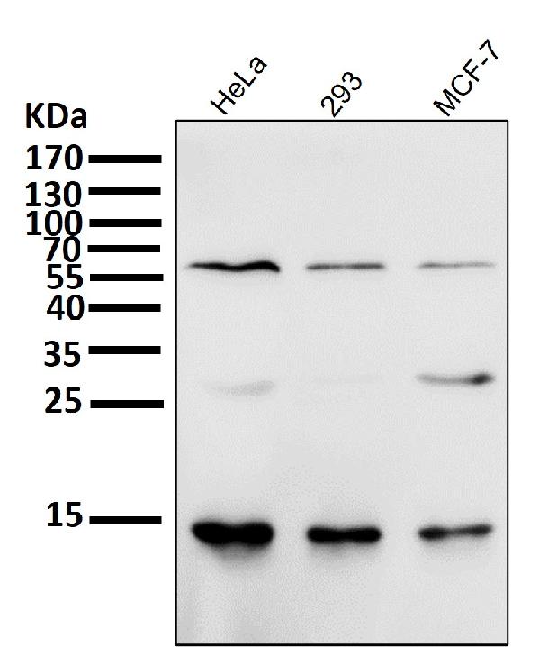 1 - Anti-Sumo 1 Rabbit Monoclonal Antibody ABO13822