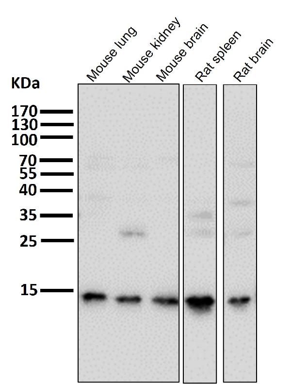 1 - Anti-Sumo 1 Rabbit Monoclonal Antibody ABO13822