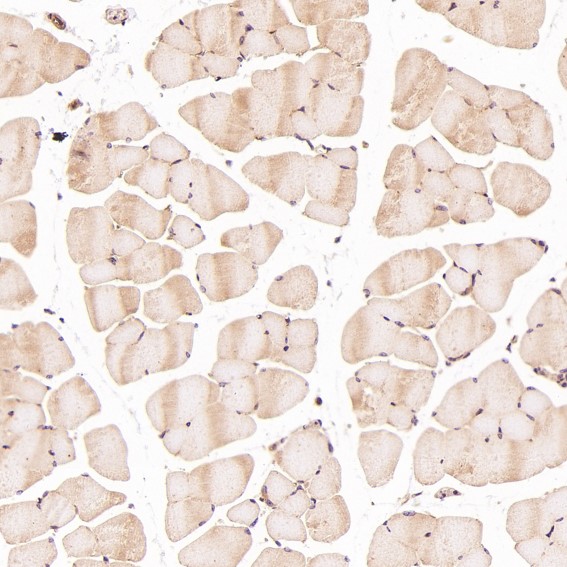 2 - Anti-HAPLN1 Rabbit Monoclonal Antibody ABO13823