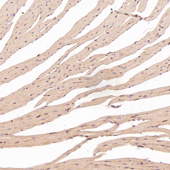2 - Anti-HAPLN1 Rabbit Monoclonal Antibody ABO13823
