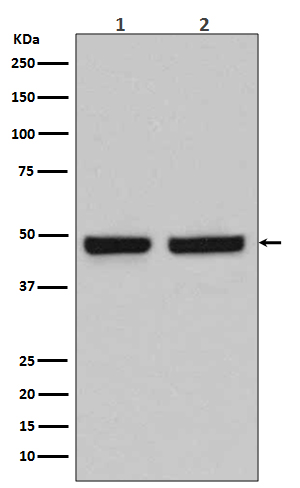 1 - Anti-HAPLN1 Rabbit Monoclonal Antibody ABO13823