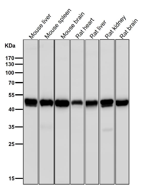 1 - Anti-HAPLN1 Rabbit Monoclonal Antibody ABO13823