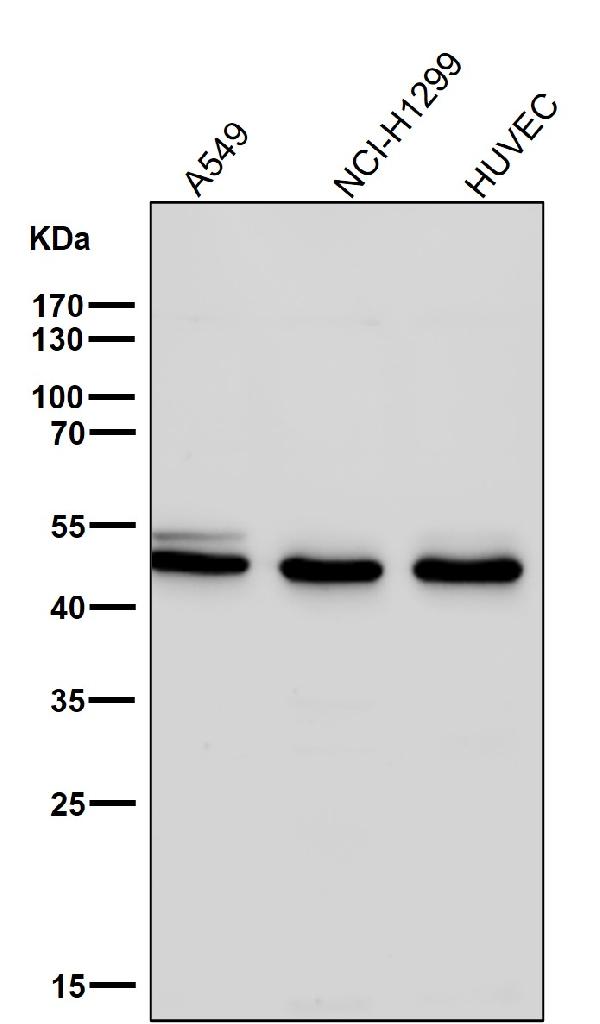 1 - Anti-HAPLN1 Rabbit Monoclonal Antibody ABO13823