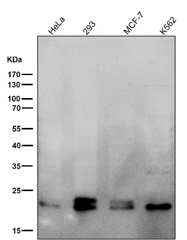 1 - Anti-RAB11A Rabbit Monoclonal Antibody ABO13824