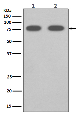 1 - Anti-SCARB1/Sr Bi Rabbit Monoclonal Antibody ABO13826