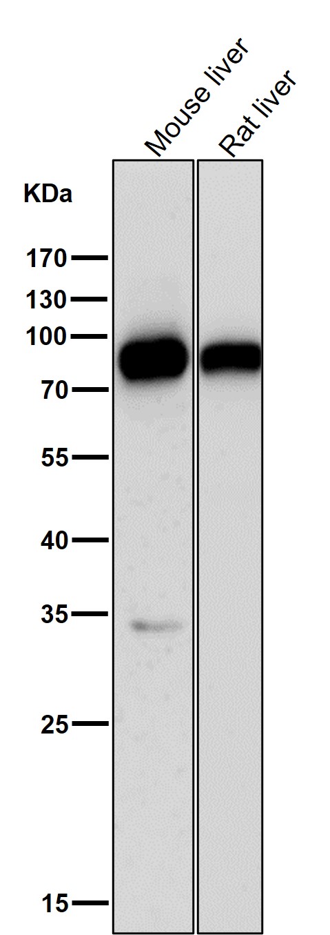 1 - Anti-SCARB1/Sr Bi Rabbit Monoclonal Antibody ABO13826