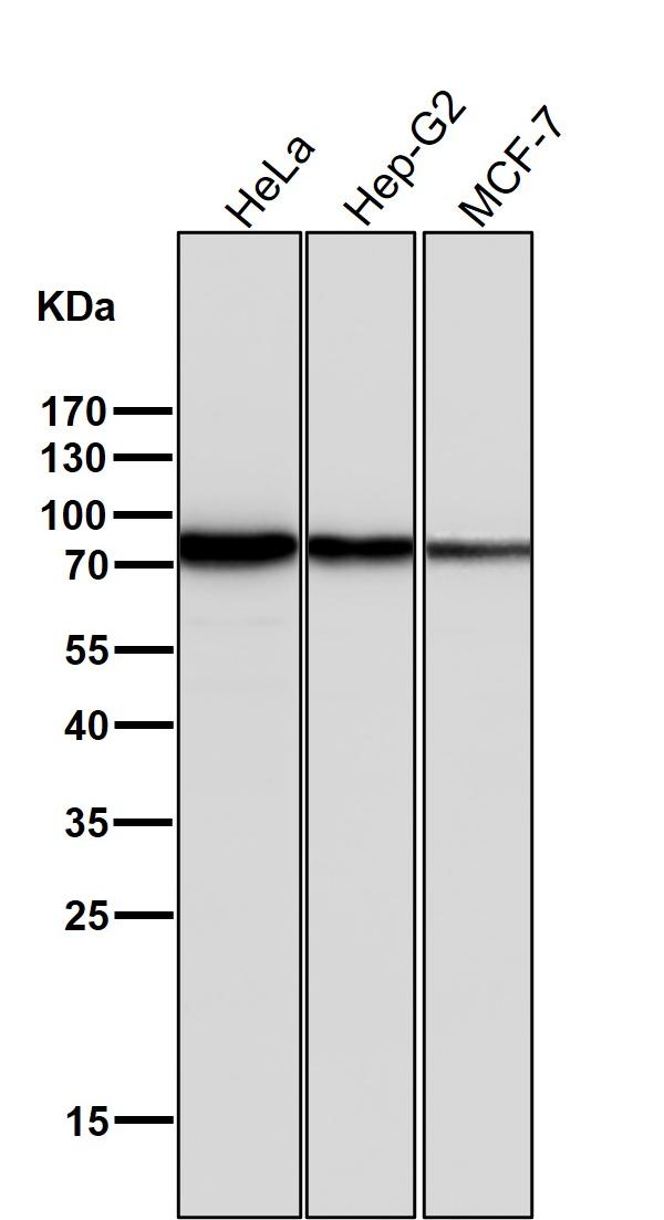 1 - Anti-SCARB1/Sr Bi Rabbit Monoclonal Antibody ABO13826