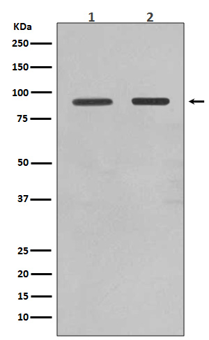 1 - Anti-FoxO1a Rabbit Monoclonal Antibody ABO13827