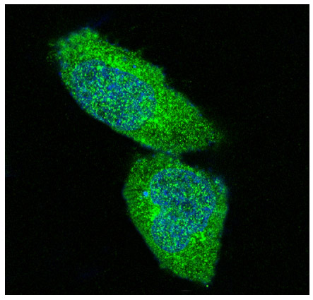 3 - Anti-ERK1/2 MAPK3 Rabbit Monoclonal Antibody ABO13829