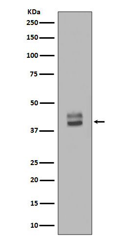 1 - Anti-ERK1/2 MAPK3 Rabbit Monoclonal Antibody ABO13829