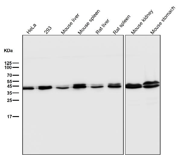 1 - Anti-ERK1/2 MAPK3 Rabbit Monoclonal Antibody ABO13829