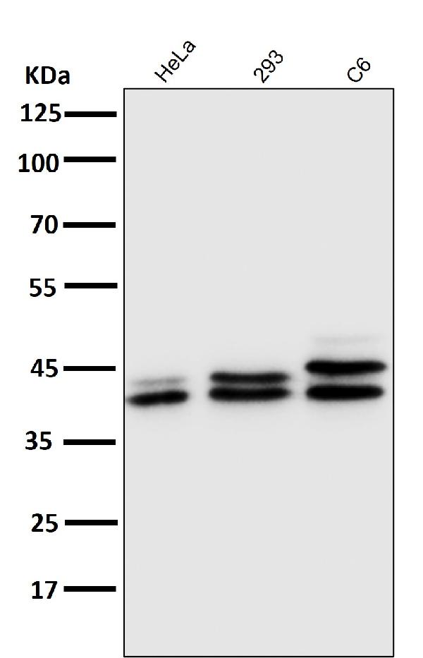 1 - Anti-ERK1/2 MAPK3 Rabbit Monoclonal Antibody ABO13829