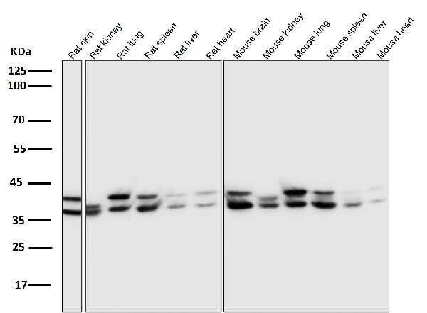 1 - Anti-ERK1/2 MAPK3 Rabbit Monoclonal Antibody ABO13829