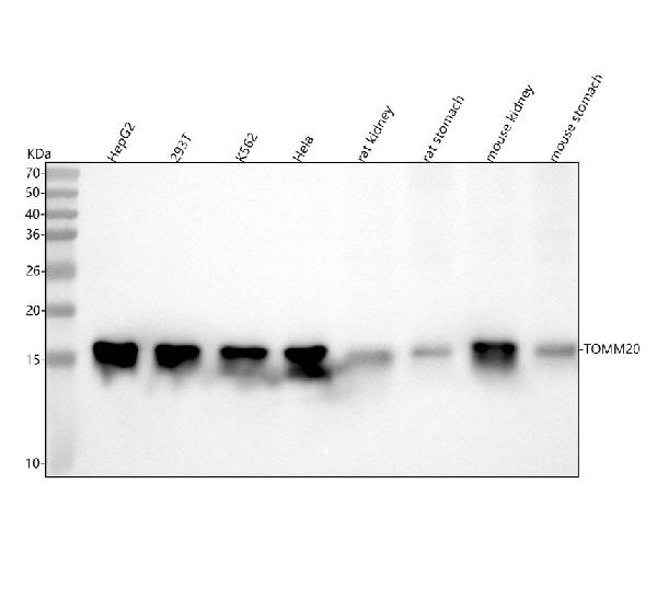 1 - Anti-TOMM20/Tom20 Rabbit Monoclonal Antibody ABO13830