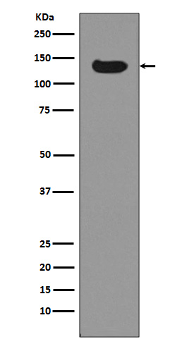 1 - Anti-Dnmt3a Rabbit Monoclonal Antibody ABO13831