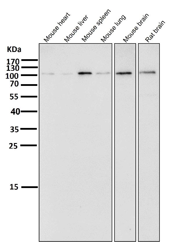 1 - Anti-Dnmt3a Rabbit Monoclonal Antibody ABO13831