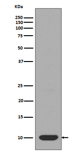 1 - Anti-DYNLL1/Pin Rabbit Monoclonal Antibody ABO13833