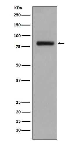 1 - Anti-GOLPH2 Rabbit Monoclonal Antibody ABO13834