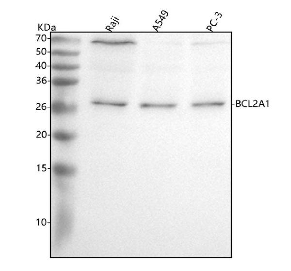 1 - Anti-BCL2A1/Bcl 2 Related Protein A1 Rabbit Monoclonal Antibody ABO13835