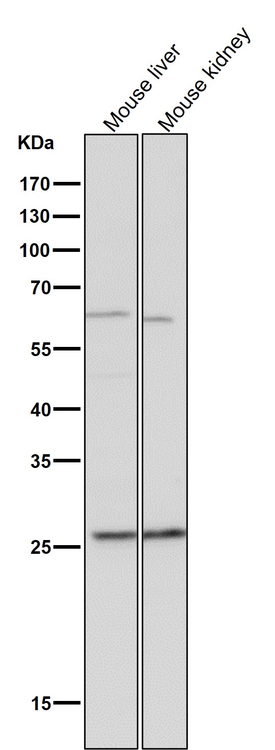 1 - Anti-BCL2A1/Bcl 2 Related Protein A1 Rabbit Monoclonal Antibody ABO13835