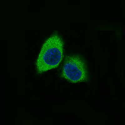 3 - Anti-Nestin Rabbit Monoclonal Antibody ABO13837