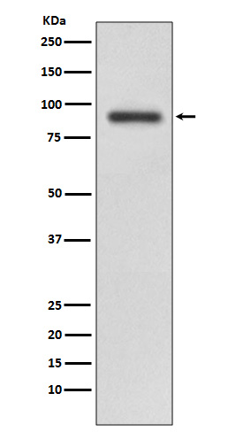 1 - Anti-RALBP1 Rabbit Monoclonal Antibody ABO13838