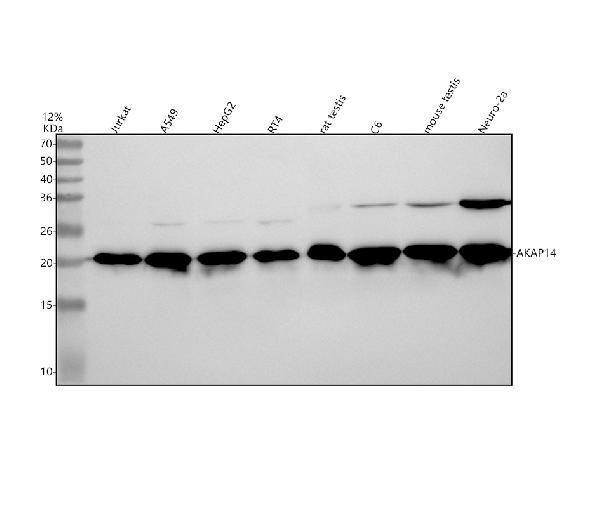 1 - Anti-AKAP14 Rabbit Monoclonal Antibody ABO13839