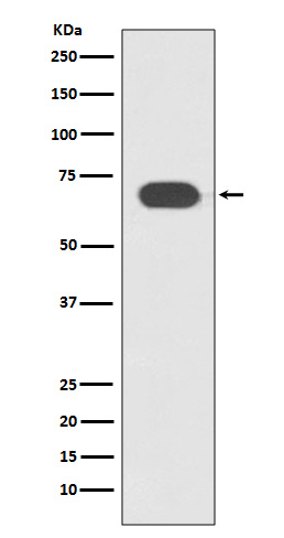 1 - Anti-TCF7L2 Rabbit Monoclonal Antibody ABO13840