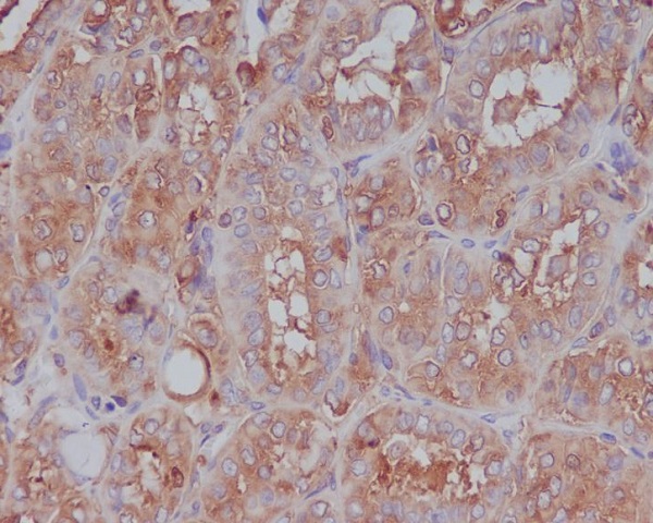 2 - Anti-Moesin Rabbit Monoclonal Antibody ABO13841