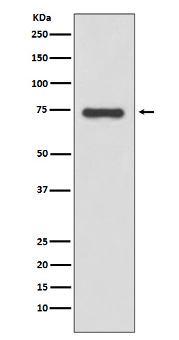 1 - Anti-Moesin Rabbit Monoclonal Antibody ABO13841