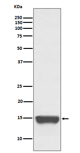 1 - Anti-TWEAKR Rabbit Monoclonal Antibody ABO13844