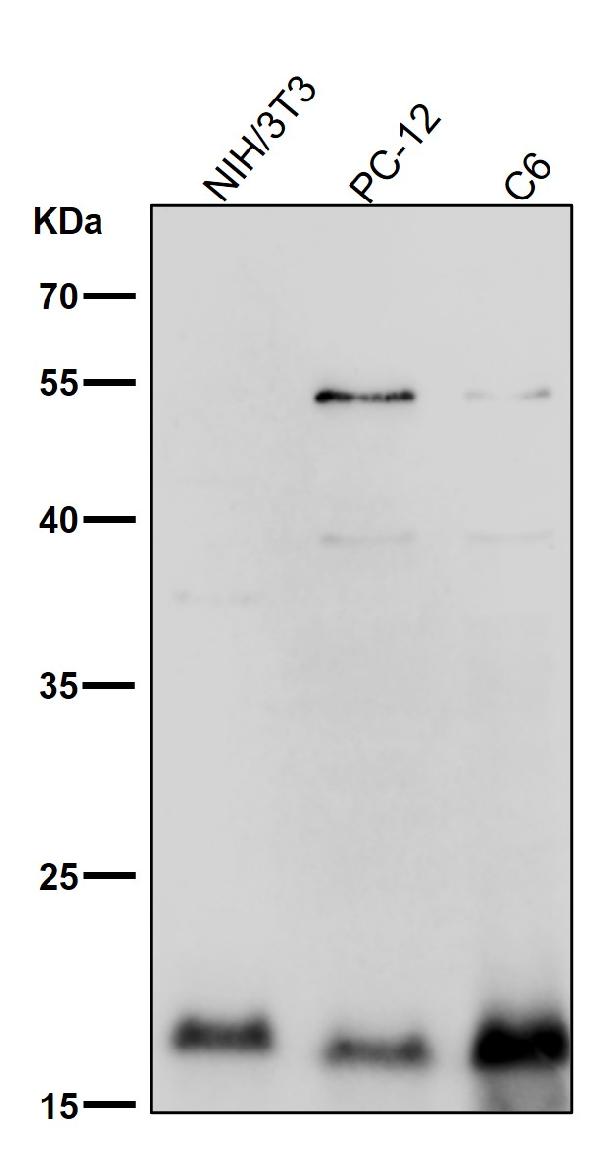 1 - Anti-TWEAKR Rabbit Monoclonal Antibody ABO13844