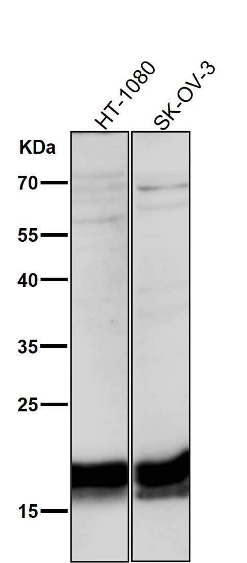 1 - Anti-TWEAKR Rabbit Monoclonal Antibody ABO13844