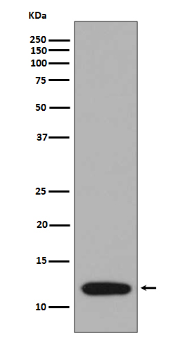 1 - Anti-S100A4 Rabbit Monoclonal Antibody ABO13845