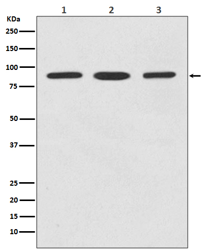 1 - Anti-STAT5b Rabbit Monoclonal Antibody ABO13847