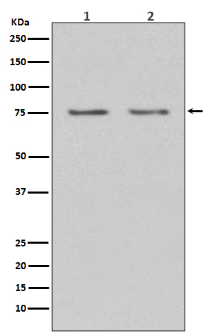 1 - Anti-HDAC10 Rabbit Monoclonal Antibody ABO13848