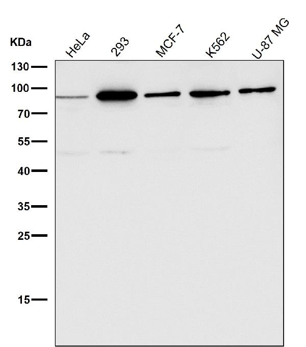 1 - Anti-HDAC10 Rabbit Monoclonal Antibody ABO13848