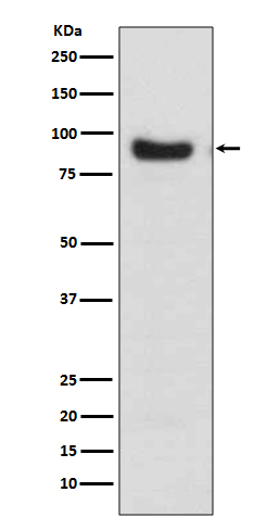 1 - Anti-FoxO3a Rabbit Monoclonal Antibody ABO13849
