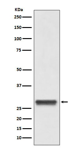 1 - Anti-14-3-3 YWHAB Rabbit Monoclonal Antibody ABO13850