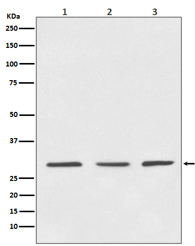 1 - Anti-14-3-3 YWHAB Rabbit Monoclonal Antibody ABO13851