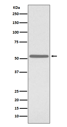 1 - Anti-Cdc25C Rabbit Monoclonal Antibody ABO13853
