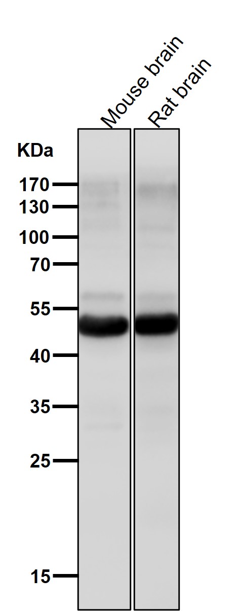 1 - Anti-Cdc25C Rabbit Monoclonal Antibody ABO13853