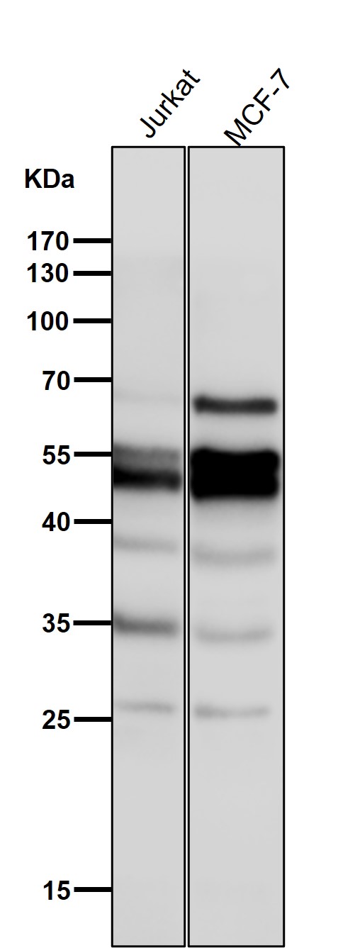 1 - Anti-Cdc25C Rabbit Monoclonal Antibody ABO13853