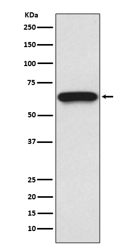 1 - Anti-Cdc25B Rabbit Monoclonal Antibody ABO13854