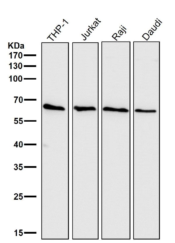 1 - Anti-Cdc25B Rabbit Monoclonal Antibody ABO13854